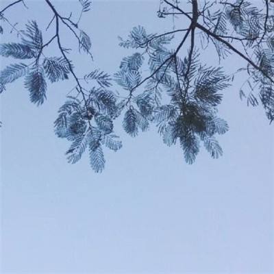 复兴罗马帝国手游360下载